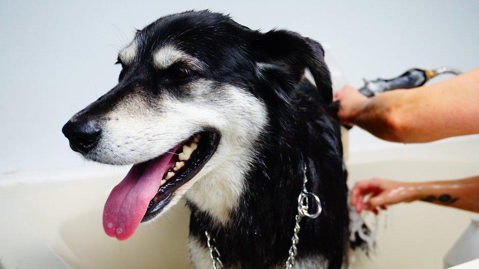 A dog being washed by Laura-Leigh