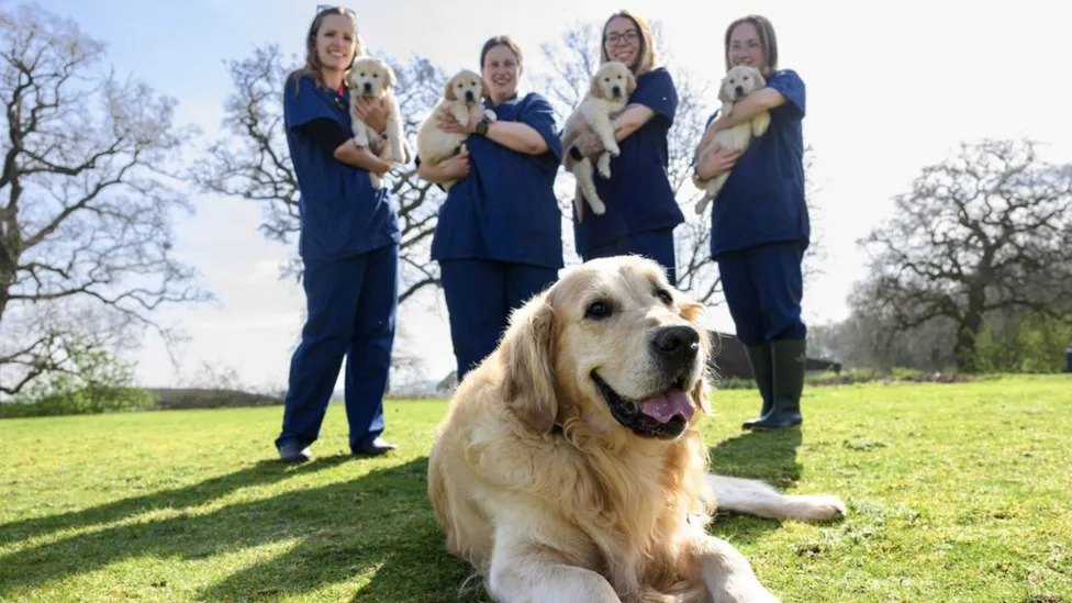 A golden retriever lays on the grass. Out of focus behind him, four vet nurses hold golden puppies