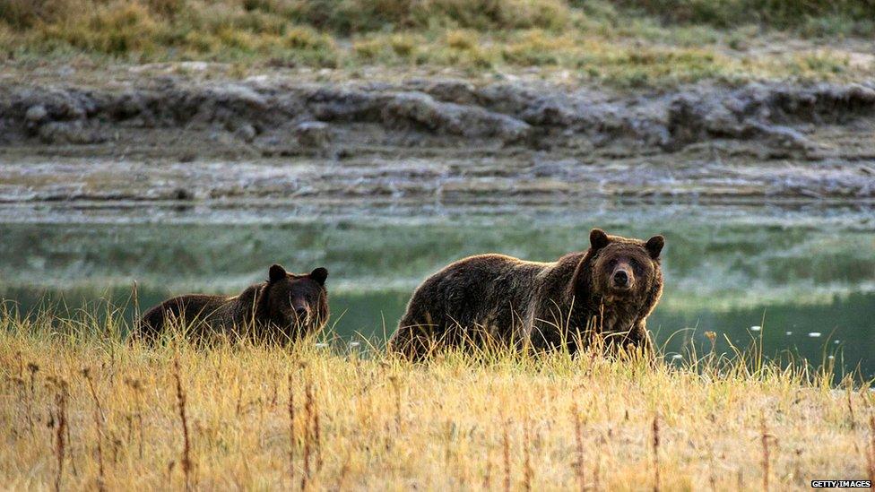 Female grizzly bears often attack humans when they feel that their cubs are threatened