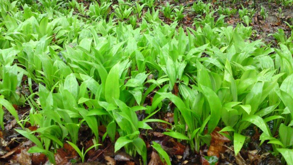 wild garlic