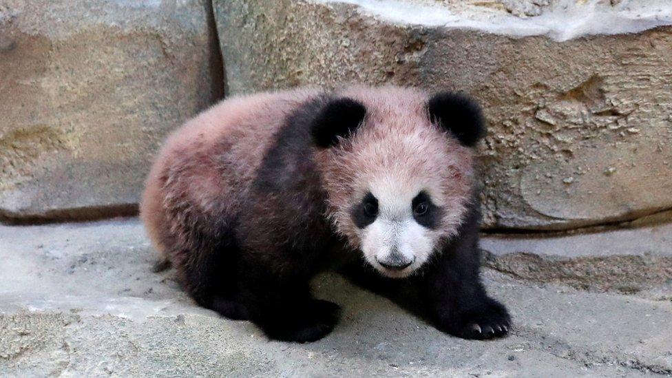 Yuan Meng, a five-month-old baby panda, and its mother Huan Huan at the Beauval zoo, France January 13, 2018