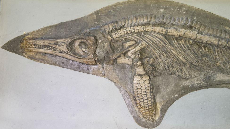 Ichthyosaur fossil