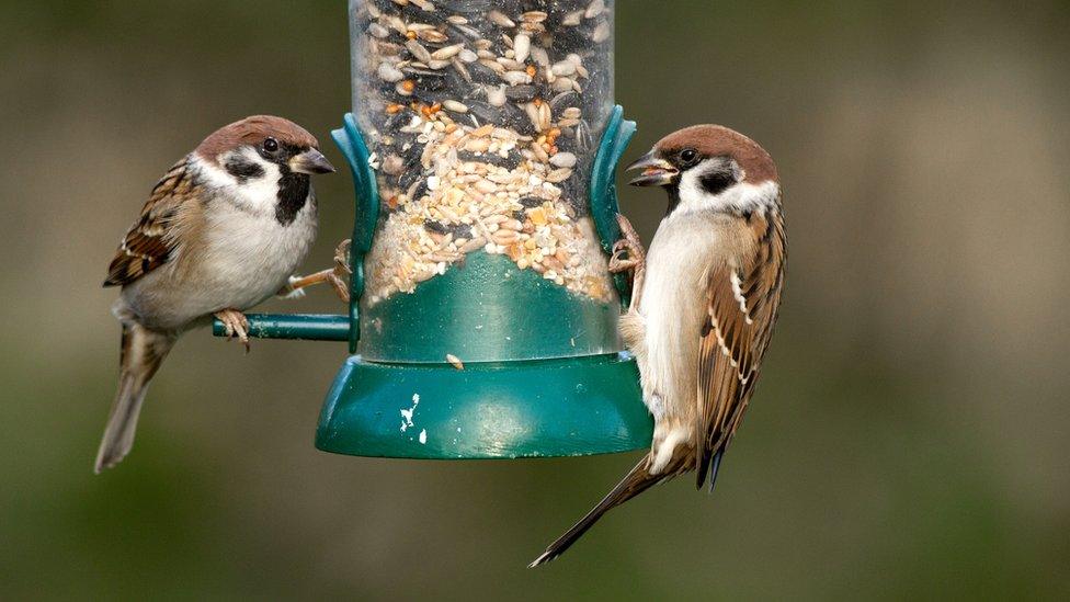 Tree sparrows