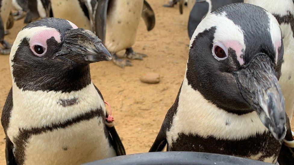 penguin and squid standing together