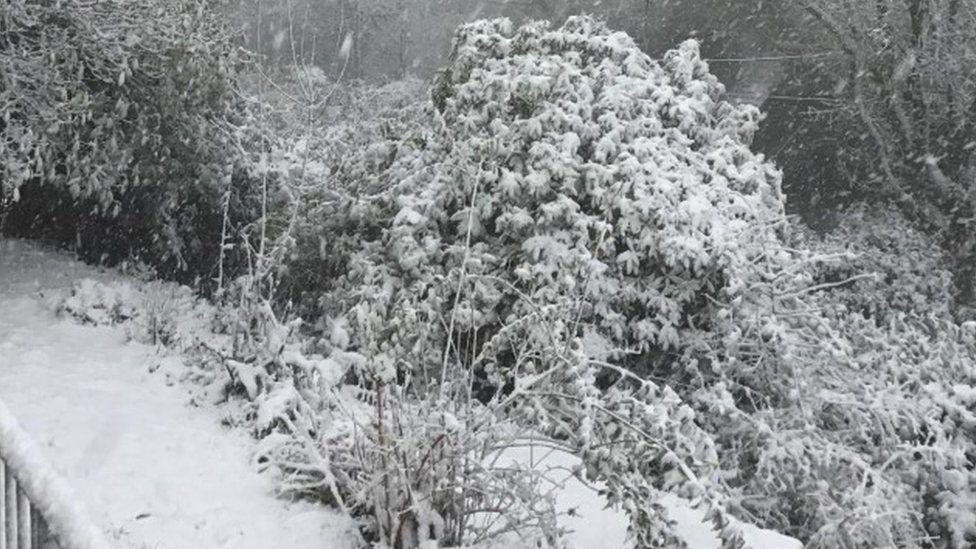 Snow covered trees and hedges