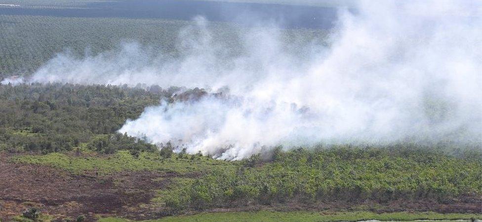 Fire in Musi Banyuasin Regency, South Sumatra, Indonesia (8 Aug 2016)