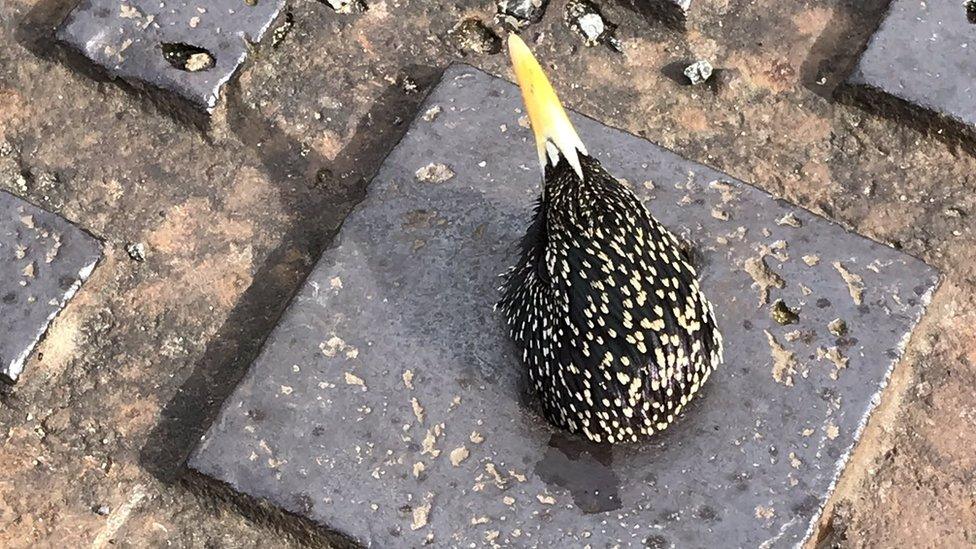 Starling stuck in drain