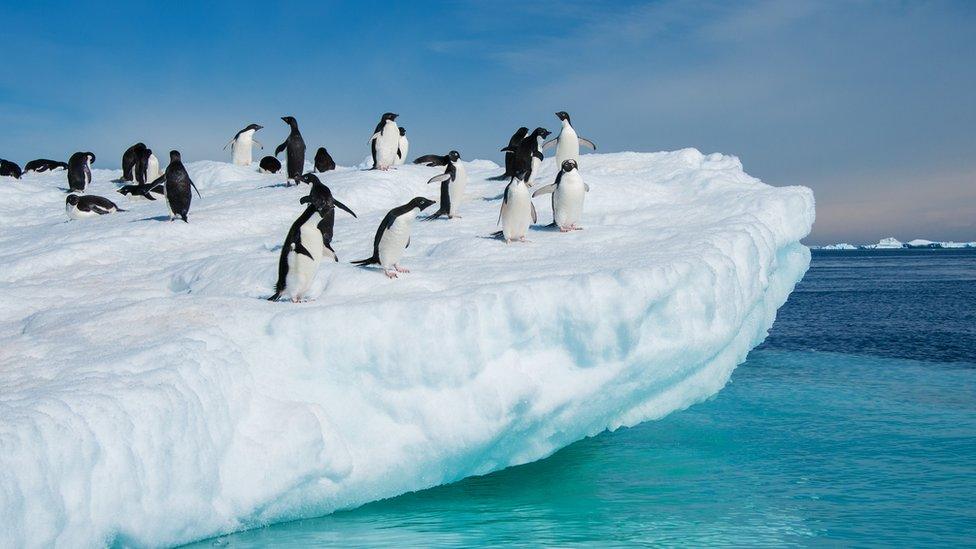 Adelie penguins