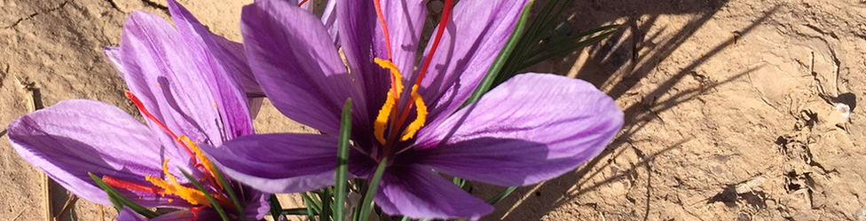 Saffron crocus flower