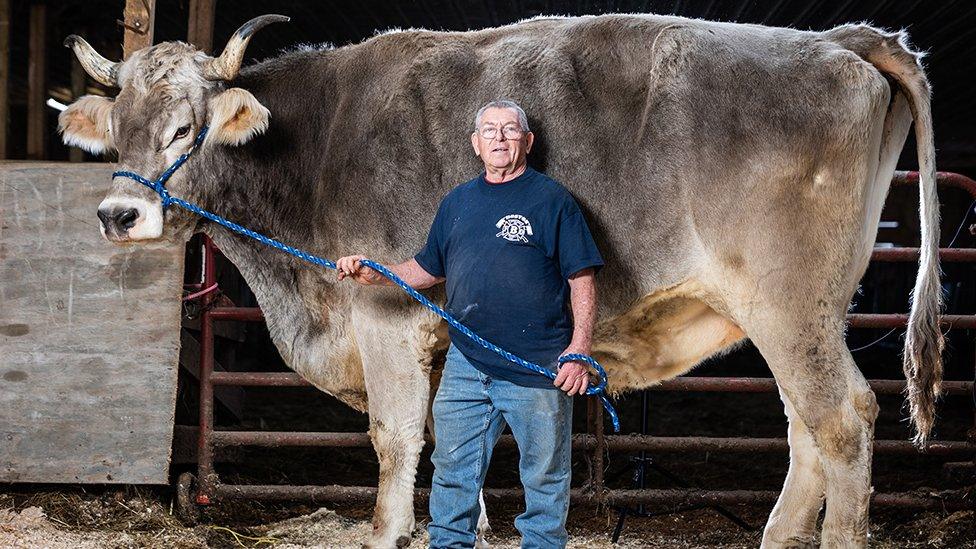 Large steer next to man