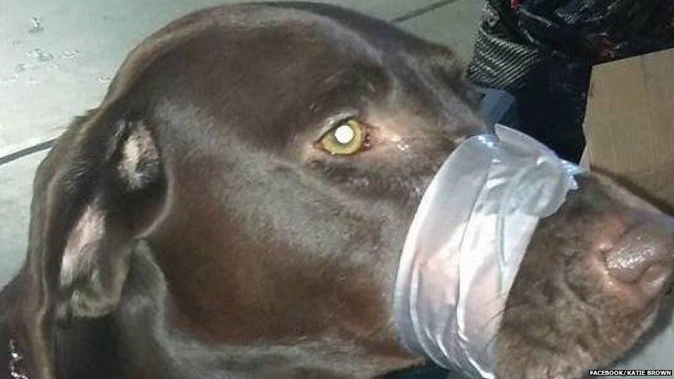 Dog with mouth taped shut