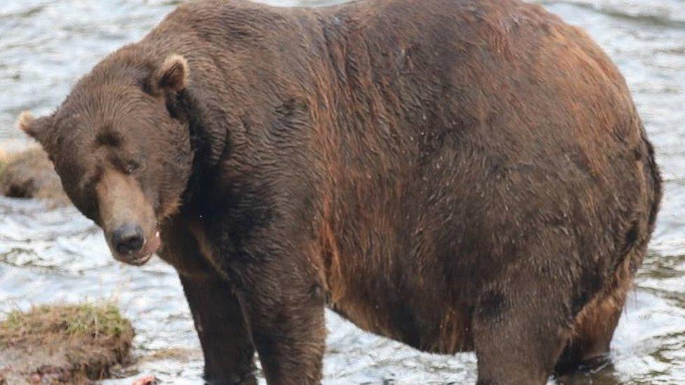 A large bear walks through a river in Alaska