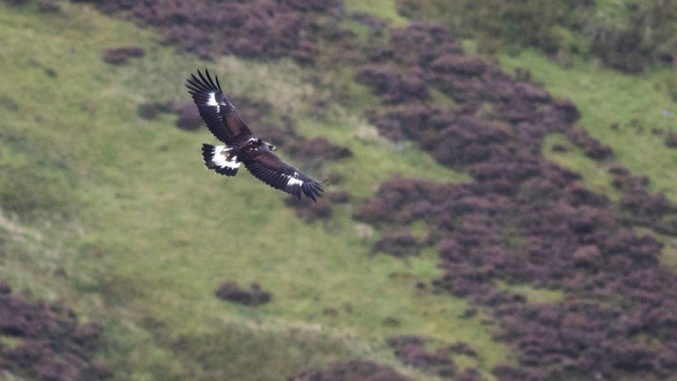 golden-eagle.