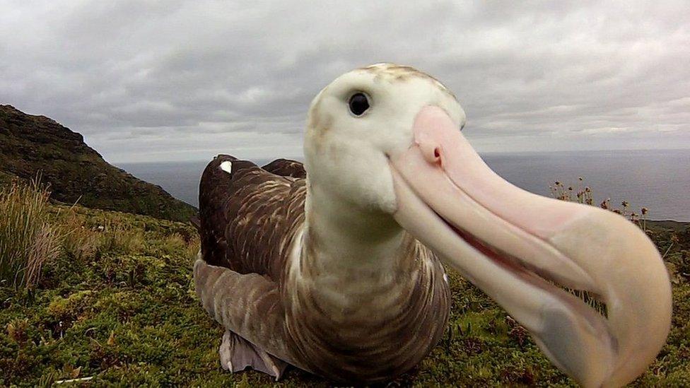 albatross