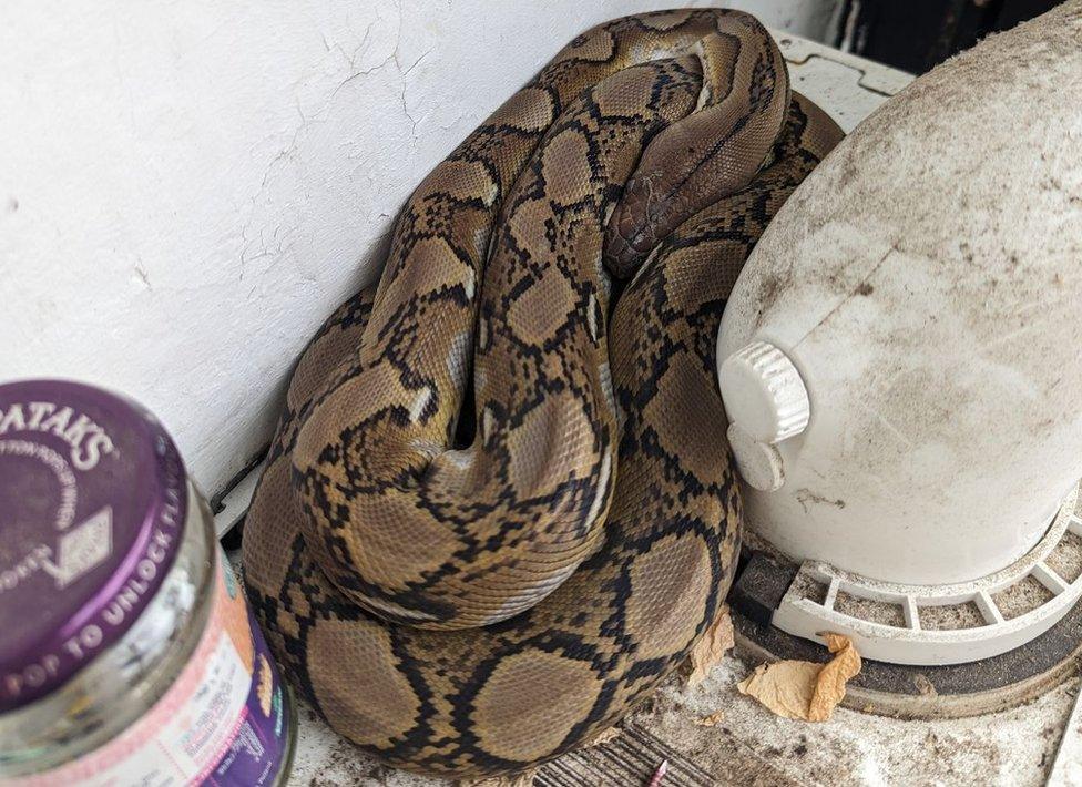 Python on top of boiler