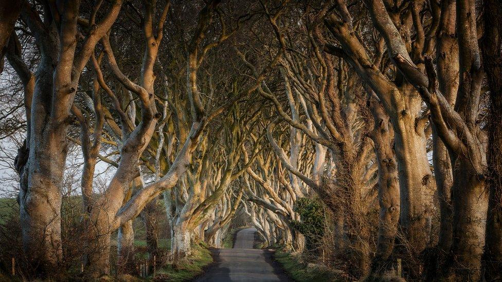 Dark Hedges from Game of Thrones