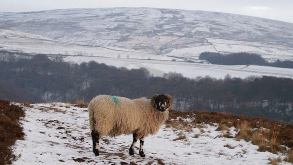 Sheep on pathway towards Nicky Nook