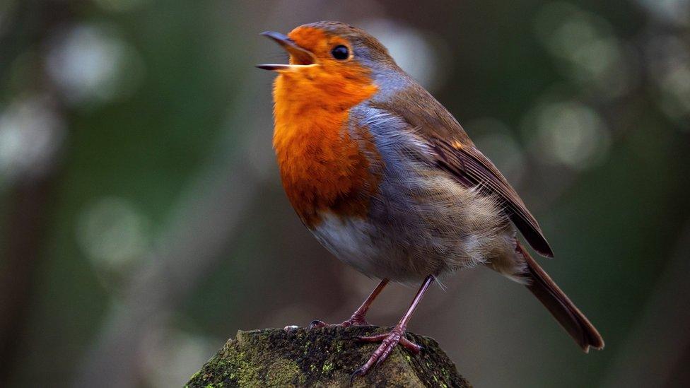 Robin Goch ar Lwybr Arfordir Cymru ger Rhws