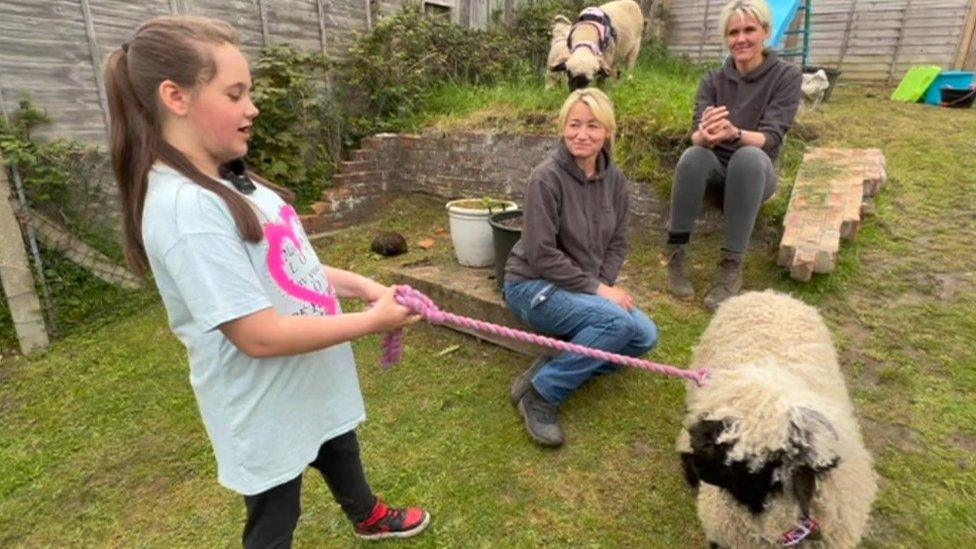 Emily with sheep