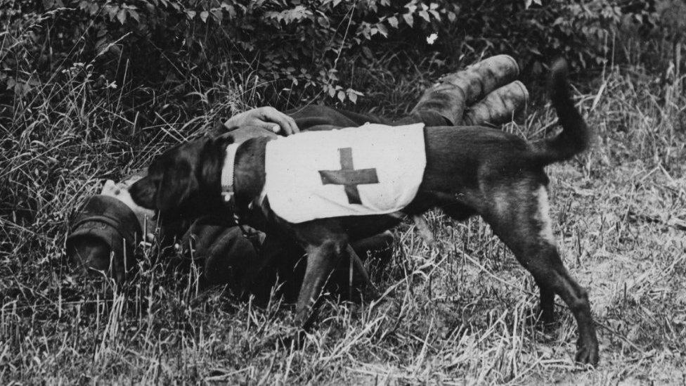 Dog locating a wounded soldier, circa 1917