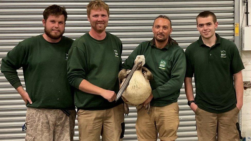 Zookeepers involved in the rescue of Blackpool Zoo’s pelican