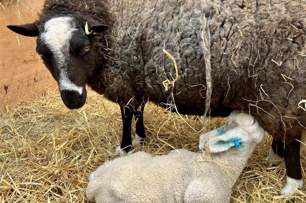 Mum and son feeding