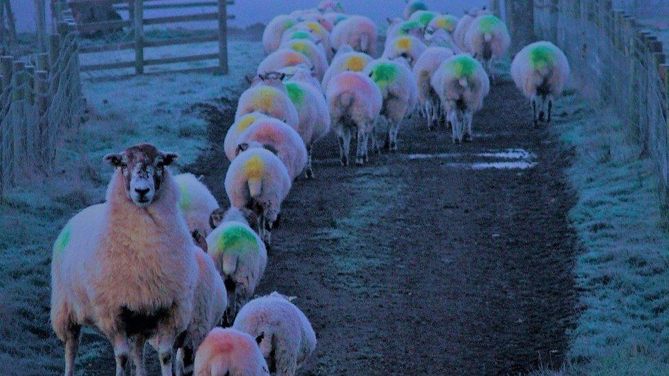 Sheep in the mist in Bashall Eaves