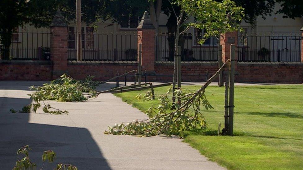 Snapped trees at Loughborough Grammar School