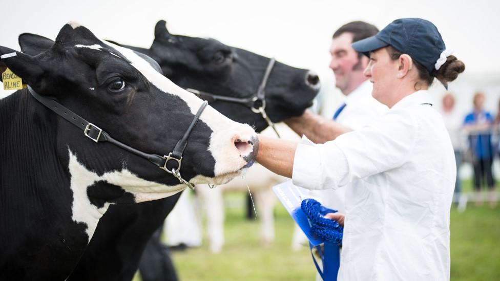 New Forest & Hampshire County Show