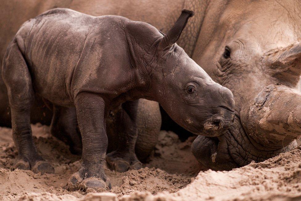 baby southern white rhino