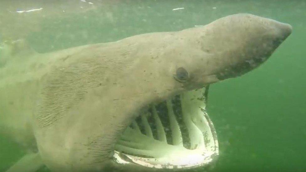 Basking Shark