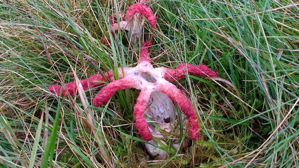 Devil's fingers fungus