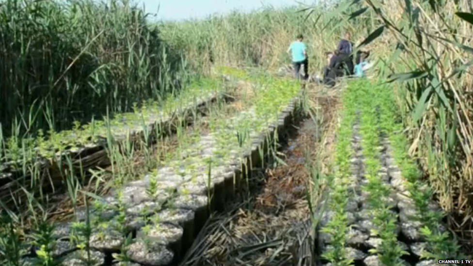 The plants in their pots, hidden behind tall rushes