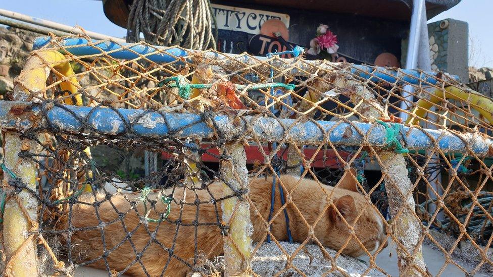 Cat in a lobster pot in Pettycur Bay