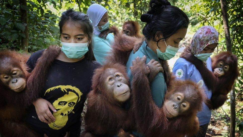women-with-baby-orangutans.