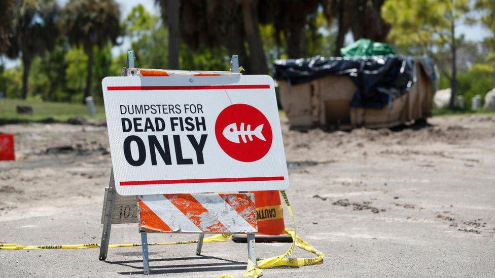 Red tide algae blooms