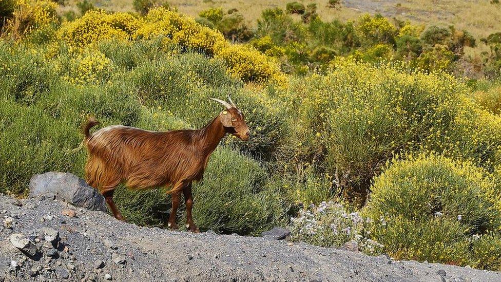 A brown goat standing on lava rock in front of yellow foliage