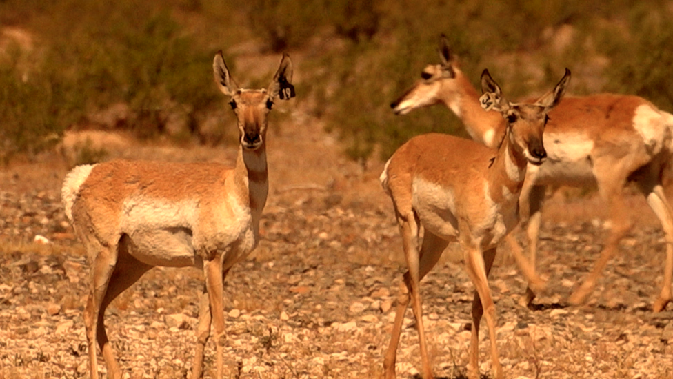 Sonoran pronghorn