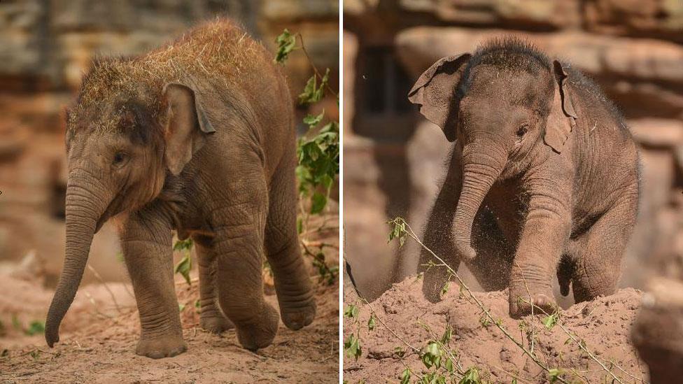 Elephant calves