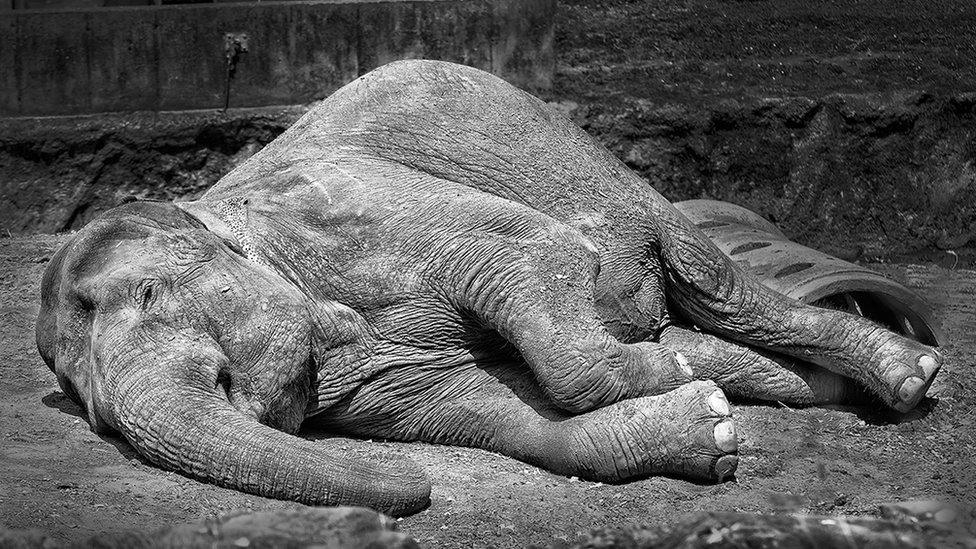 Category C (best black and white picture) highly commended - Asian elephant by William Allen