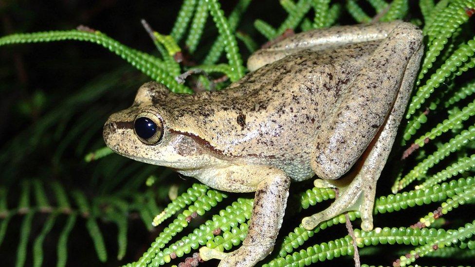 A Littlejohns Tree Frog