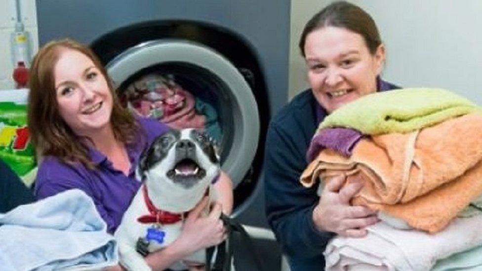 Towels being cleaned at GSPCA