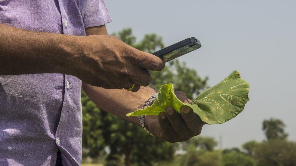 Farmer photographing damaged leaf