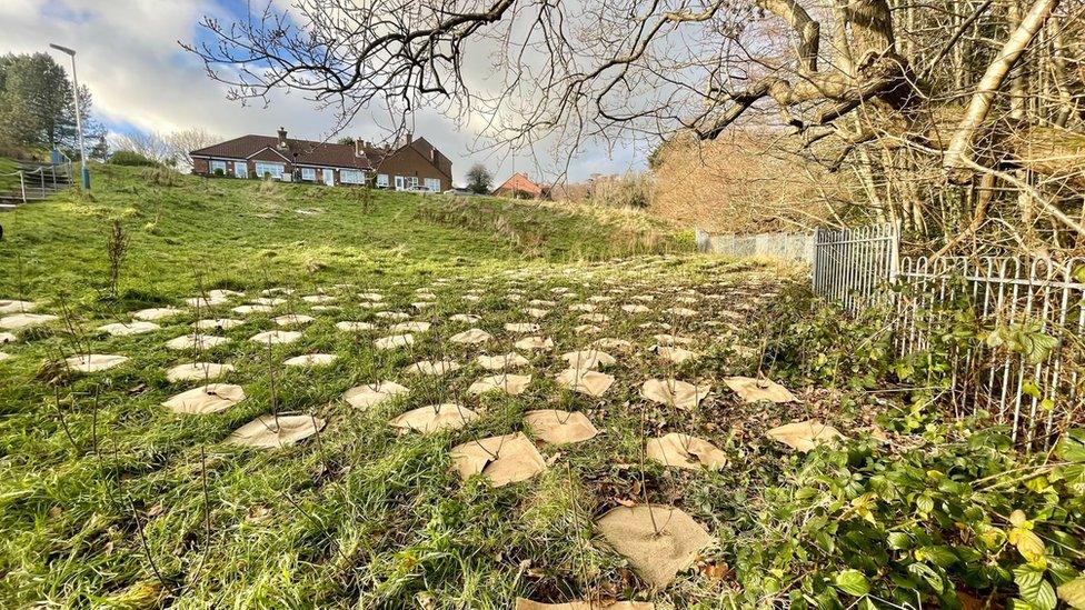 Micro wood plantation at Farmhill in Douglas