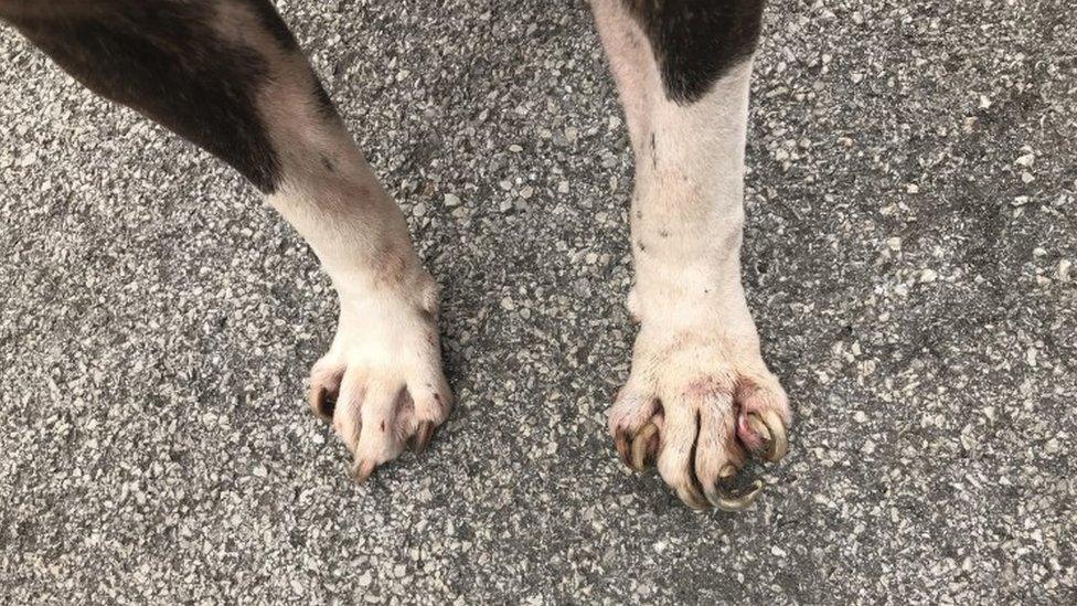 Dogs overgrown claws