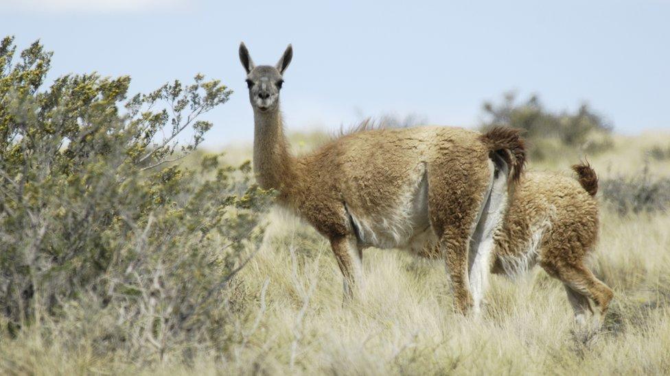 Guanaco