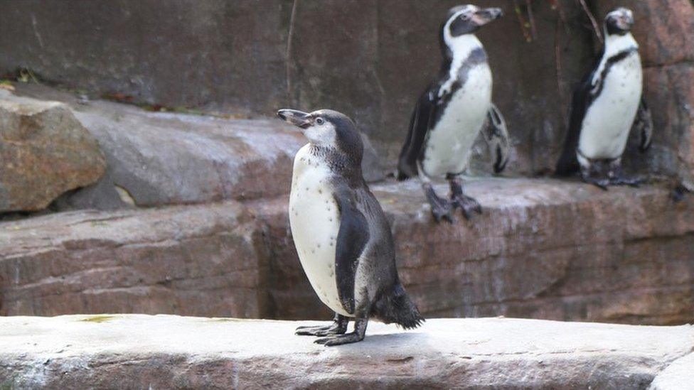 Paradise Park penguins