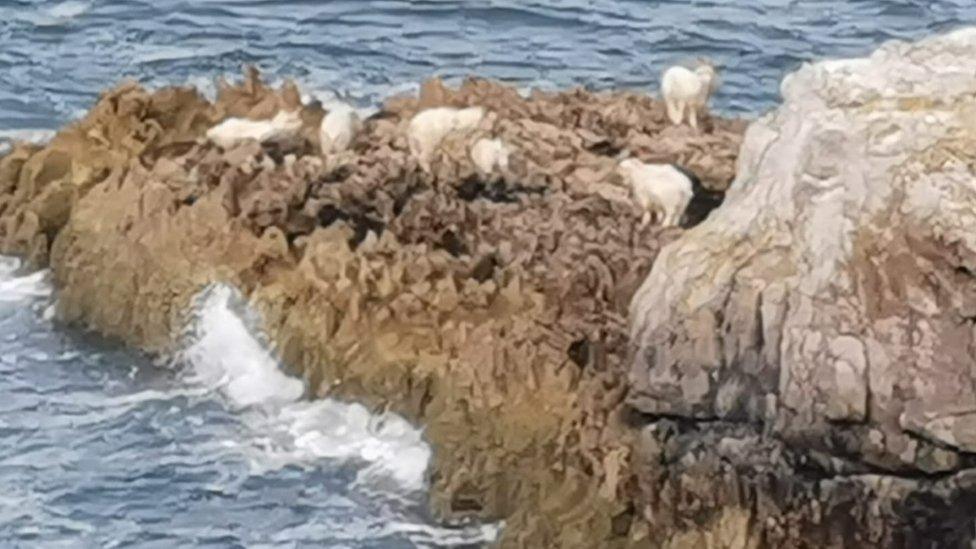 goats at Great Orme