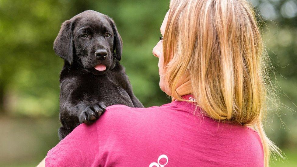 A black Labrador pup