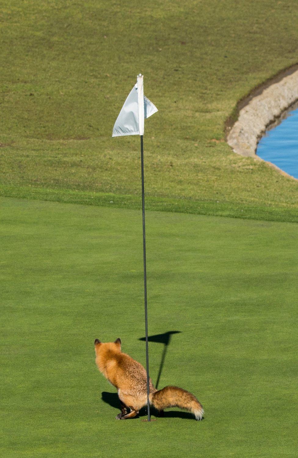 A fox defecating in a golf course hole